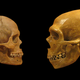 Left: Skull of Homo sapiens. Right: Skull of Neanderthal.